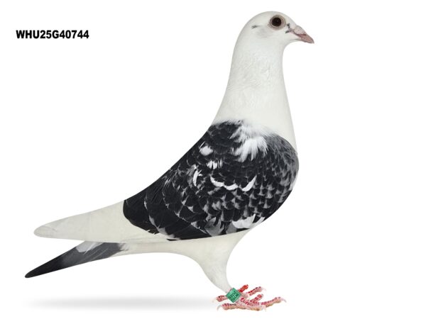 Mike Parker - LOT 27 - WHU25 G 40744 - Gay Pied Hen - Some Quality Performers Throughout Pedigree