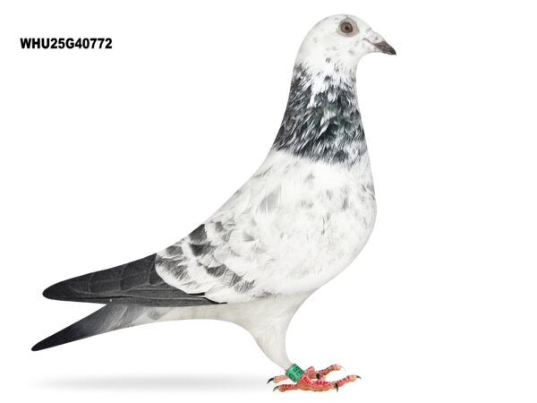 Mike Parker - LOT 28 - WHU25 G 40772 - Grizzle Cock - Half Brother To Club & Fed Winners - Son Of 'WIZZARD' & 'CLEOPATRA'