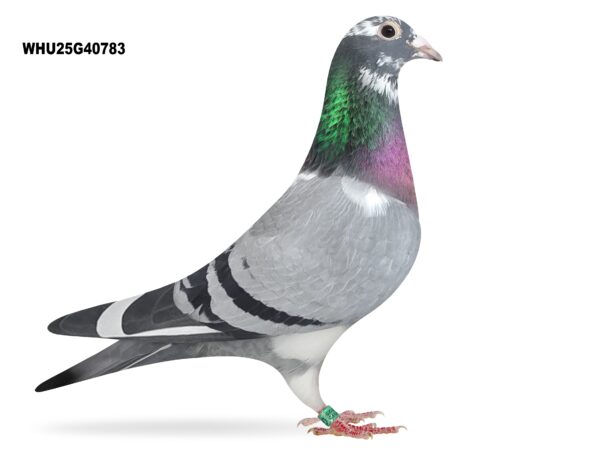 Mike Parker - LOT 29 - WHU25 G 40783 - Blue Pied Hen - Granddaughter Of RASPUTIN - TOP PRODUCER - ONE NOT TO MISS