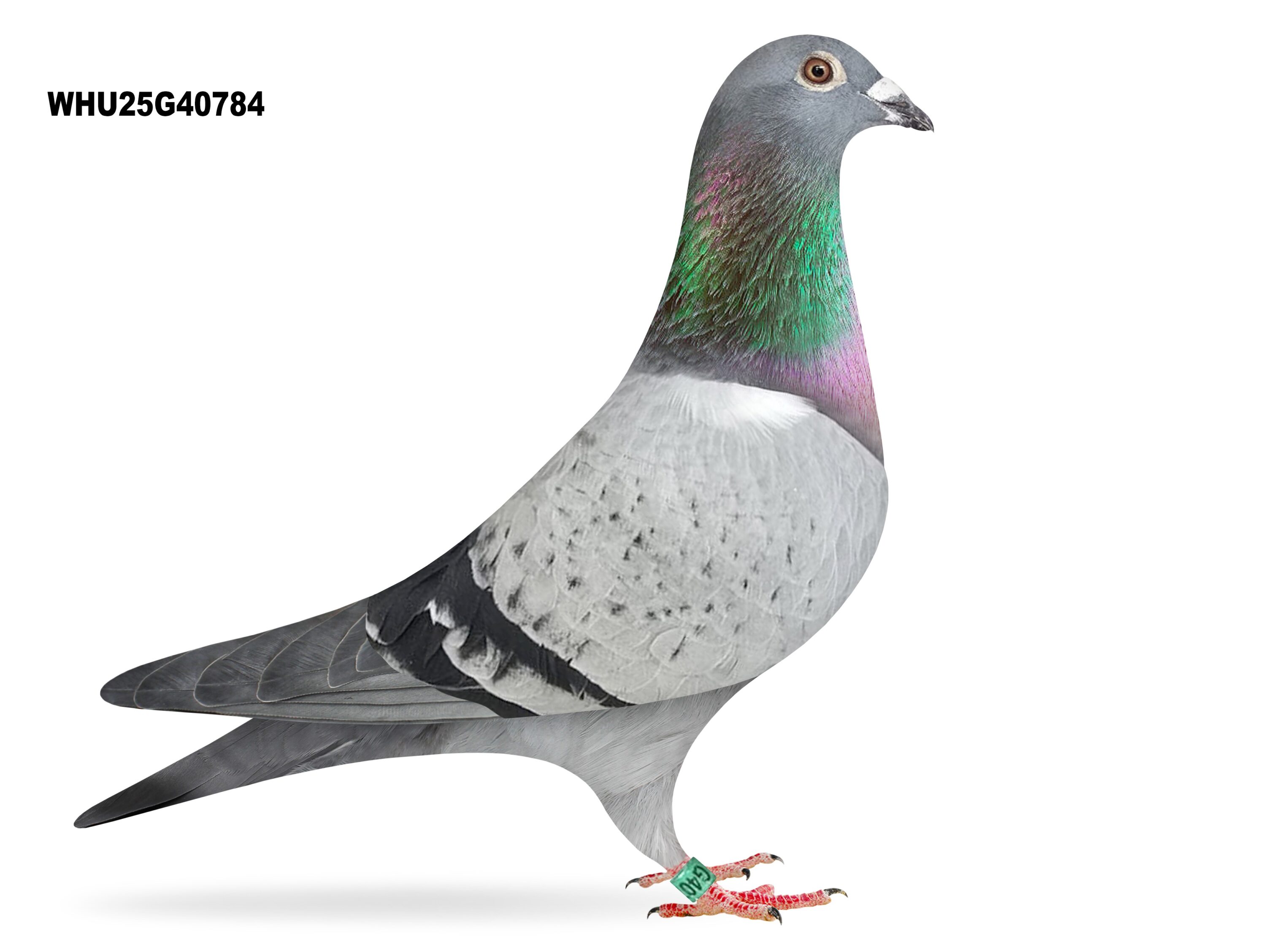 Mike Parker - LOT 30 - WHU25 G 40784 - Pencil Cock - TOP CLASS BLOODLINES - Son Of Top Stock Cock 'PENDRAGON'