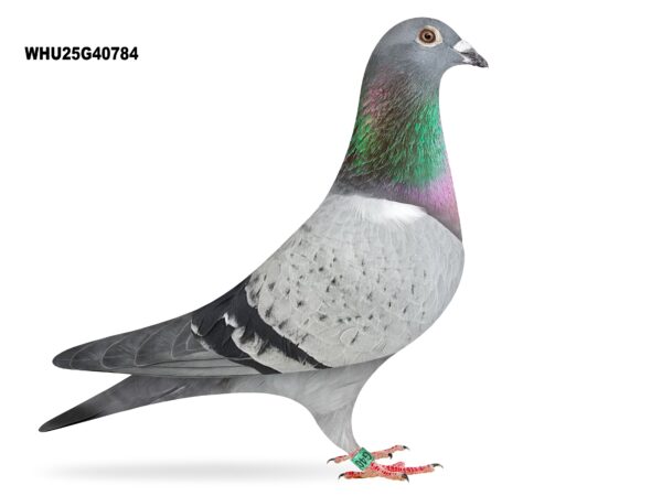 Mike Parker - LOT 30 - WHU25 G 40784 - Pencil Cock - TOP CLASS BLOODLINES - Son Of Top Stock Cock 'PENDRAGON'