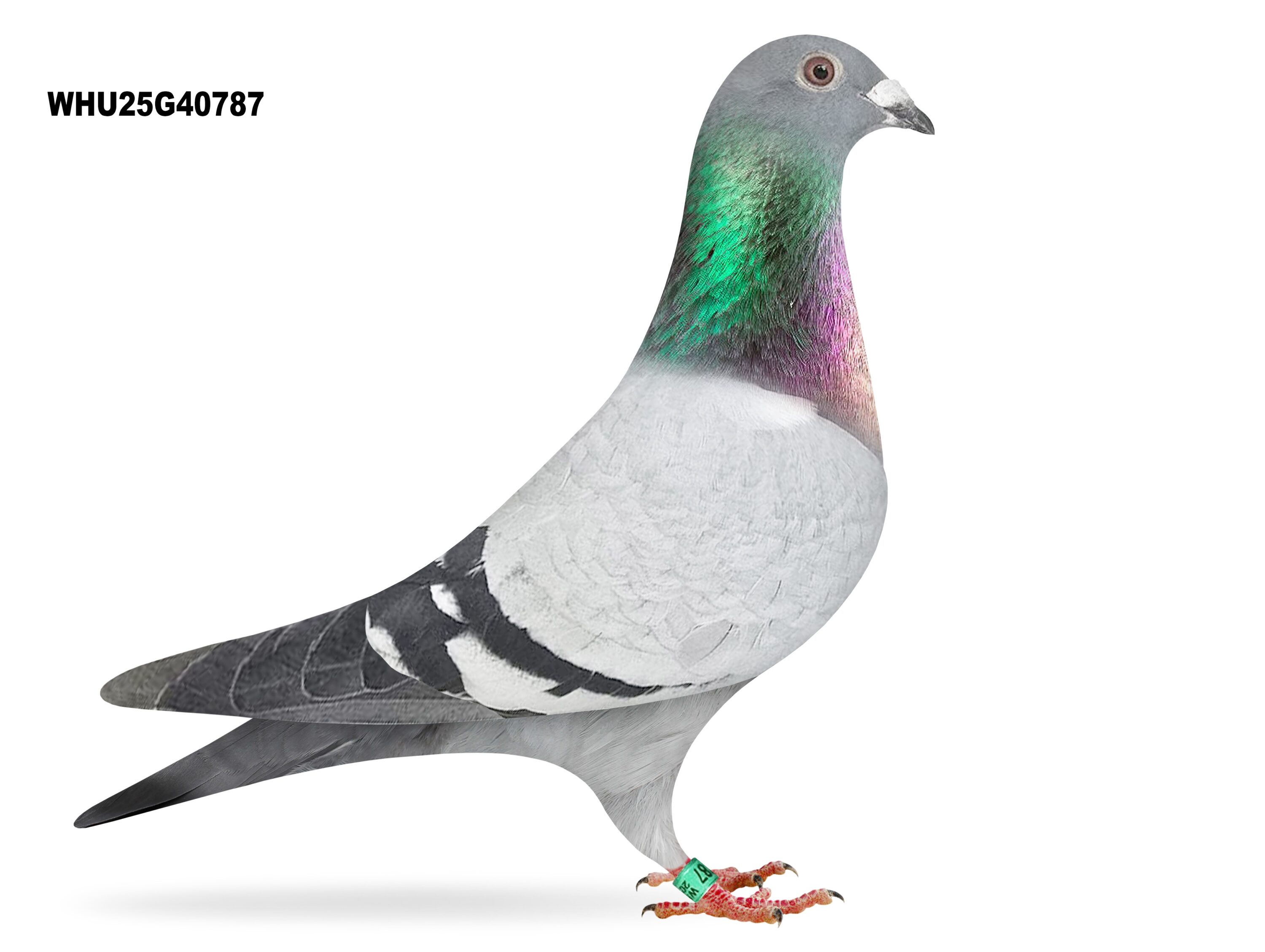 Mike Parker - LOT 32 - WHU25 G 40787 - Blue Cock - Grandson Of Super Racer's ‘HAPPY’ & ’ESPIRIT’ - G/G/Son Of Super Breeder ‘CONCORDE’