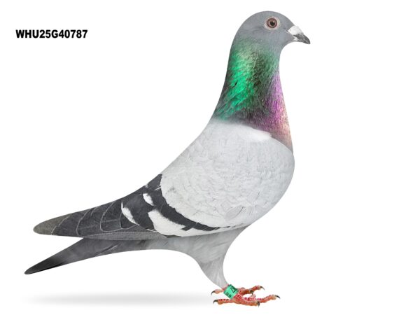 Mike Parker - LOT 32 - WHU25 G 40787 - Blue Cock - Grandson Of Super Racer's ‘HAPPY’ & ’ESPIRIT’ - G/G/Son Of Super Breeder ‘CONCORDE’