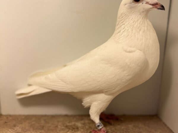 GB25 N 38585 - White Grizzle Cock - Best Of D&D McFadden Bloodlines - Grandchild Of 'QUEEN MARY' - 1st Open NFC Tarbes 2019 - Grandchild Of 'SNOW PRINCE' - 1st Sect & 4th Open NFC Tarbes - Sire Of 'QUEEN MARY'