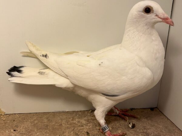 GB25 A 18982 - White Grizzle Hen - Best Of D&D McFadden Bloodlines - Grandchild Of 'QUEEN MARY' - 1st Open NFC Tarbes 2019 - Grandchild Of 'SNOW PRINCE' - 1st Sect & 4th Open NFC Tarbes - Sire Of 'QUEEN MARY'