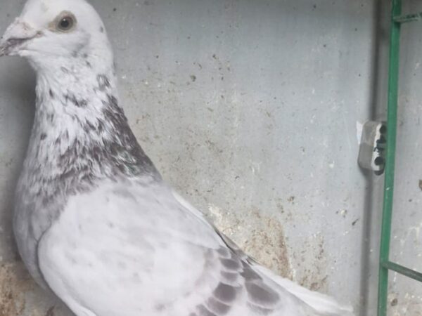 GB18 L 32197 - Mealy Pied Cock - Wonder Lofts Breeding