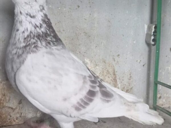 GB18 L 32197 - Mealy Pied Cock - Wonder Lofts Breeding