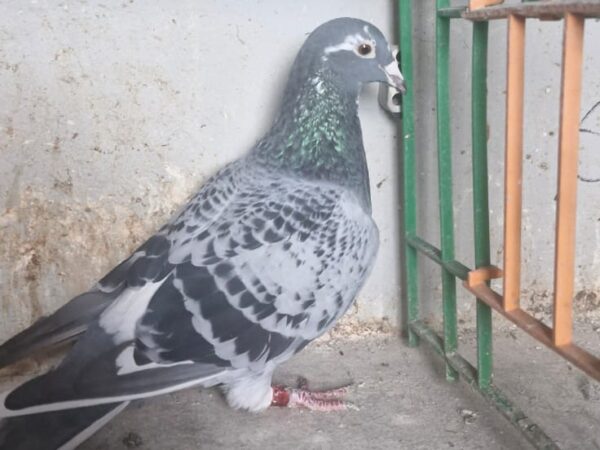 DV17 08897 - Cheq Pied Hen - SG Steffl Breeding - G/Dtr Of GREIPEL