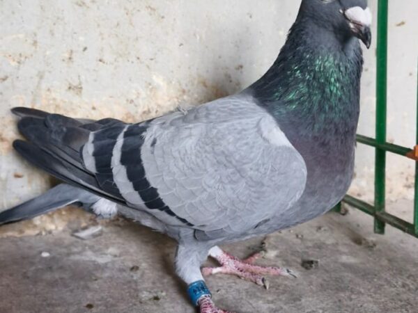 GB21 H 22814 - Blue Hen - Both Parents Direct Syndicate Lofts (P.J. Fox)