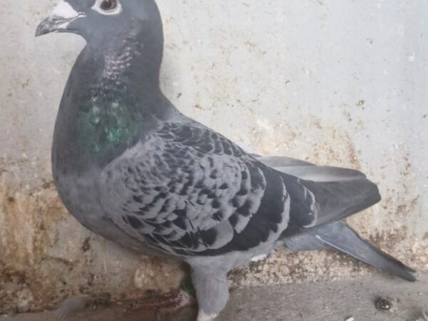 GB18 R 19383 - Cheq Hen - Granddaughter Of 'KITTEL'