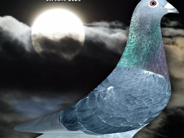 GB20 D 13021 - Black Cock - 3rd North Section & 3rd Open INFC Skibbereen OB National (3,043 b)