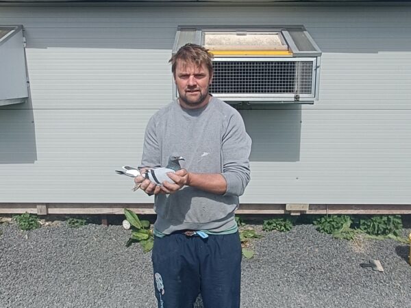 Dromara Fundraiser 2025 - Lot 3 - 2025 August Late Bred Hen (GB25 D 31850) - Presented By Matthew Russell