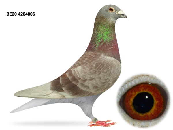 Dalecrest Lofts Stock & OB Race Team Clearance - LOT 37 - 'ALL IN ONE' - BE20 4204806 - Red Cock - SUPERSTAR BREEDER - Sire Of 1st Open NIPA 5 Bird Championship, 3rd Open NIPA, 4th Open NIPA Bude & 178th Open NIPA 2nd Dale Plus 2x NIPA 1st Section C Winners - Direct from Flanders Breeding International (FBI) - Dirk Van Den Bulck x Leo Hermans Bloodlines - Sire Is A G/Son Of 'NEW KITTEL' & Dam Is Half Sister To 'ODETTA' & 'NIAMH'