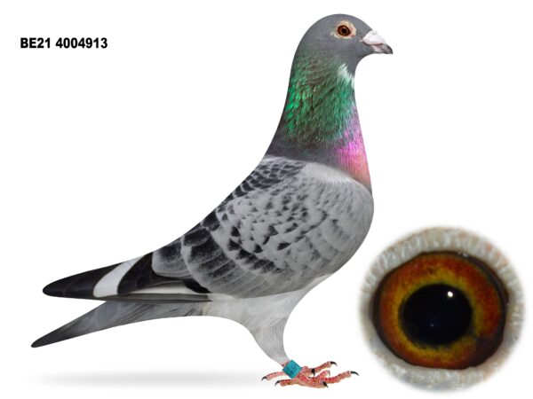 Dalecrest Lofts Stock & OB Race Team Clearance - LOT 35 - 'GEORDIE SHORE' - BE21 4004913 - Cheq W/F Cock - Direct from Flanders Breeding International (FBI) - Dirk Van Den Bulck Bloodlines - G/Son Of 'HERBIES WHITE KITTEL' - 1st INFC Skibbereen National