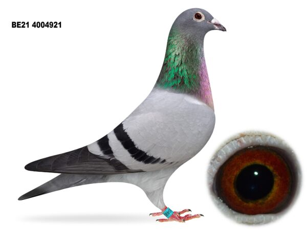 Dalecrest Lofts Stock & OB Race Team Clearance - LOT 30 - 'HEATHERS CHOICE' - BE21 4004921 - Blue Hen - Direct from Flanders Breeding International (FBI) - G/Dtr Of 'LIBERAAL' - 4th ACE TIENVERBOND YB QUIEVRAIN 2017