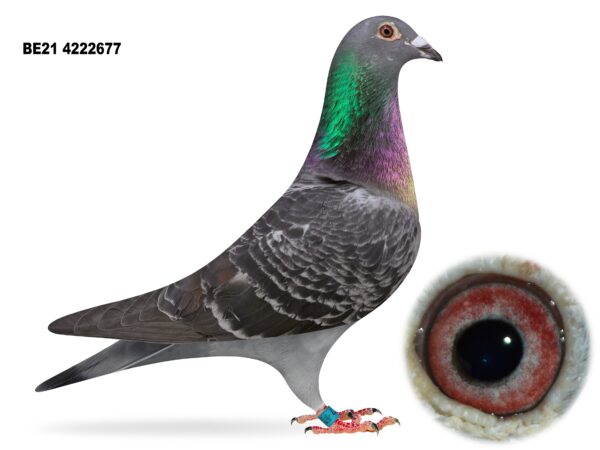 Dalecrest Lofts Stock & OB Race Team Clearance - LOT 25 - 'NIPA LADY LEO' - BE21 4222677 - Cheq Hen - Direct from Flanders Breeding International (FBI) - Carries The Inbred Bloodlines Of 'OLYMPIADE 003' On Dams Side & Is A Dtr Of 'GOLDEN BALLS' - Son Of 'THE LEGEND 030'