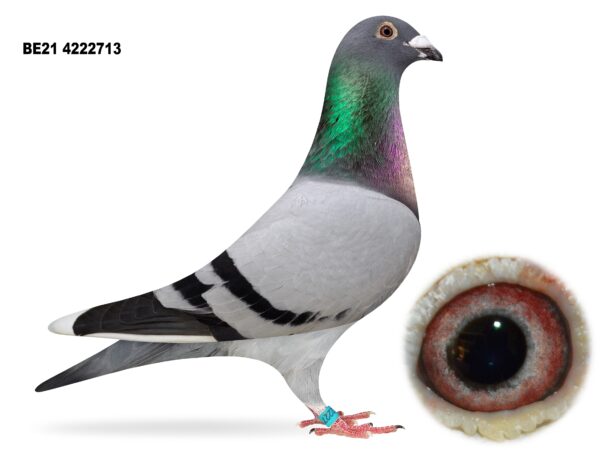 Dalecrest Lofts Stock & OB Race Team Clearance - LOT 21 - 'GEORGE BEST' - BE21 4222713 - Blue WF Cock - Direct from Flanders Breeding International (FBI) - Half Brother To FBI '541' - Sire Is Half Brother To '030' - Sold For 84k Euro - Dam Is A G/Dtr Of 'JAN JUNIOR' - Top Son Of 'JAN'