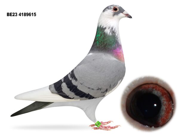 Dalecrest Lofts Stock & OB Race Team Clearance - LOT 32 - 'OLYMPIC MIRACLE 615' - BE23 4189615 - Blue Pied Hen - Direct from Flanders Breeding International (FBI) - Half Sister To Winners - Bloodline Of 'MIRACLE' Runs Through Paternal Side With 'KITTEL' Bloodlines Coming Through Both Sides