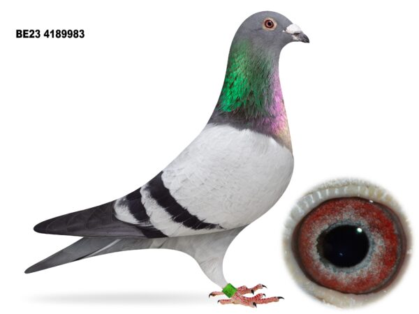 Dalecrest Lofts Stock & OB Race Team Clearance - LOT 20 - 'BLUE HAWK 983' - BE23 4189983 - Blue Cock - Direct from Flanders Breeding International (FBI) - Full Brother To FBI '541' - Sire Is Half Brother To '030' - Sold For 84k Euro