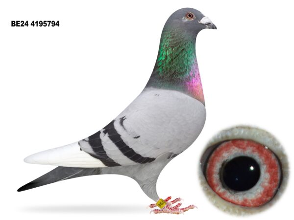 Dalecrest Lofts Stock & OB Race Team Clearance - LOT 38 - 'DUTCHMAN 794' - BE24 4195794 - Blue W/F Cock - Direct from Flanders Breeding International (FBI) - Dirk Van Den Bulck Bloodlines - Grandson Of 'FLYING DUTCHMAN 180' - Incredible Racer With Several 1st Prize Wins Inc 1st (21,914 b) & 1st (15,124 b)