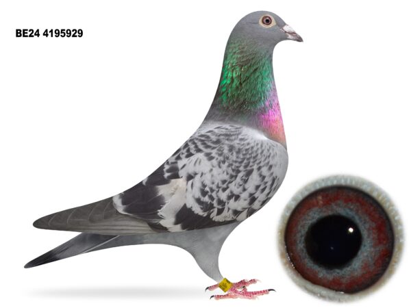 Dalecrest Lofts Stock & OB Race Team Clearance - LOT 23 - 'INBRED BLIZZARD 929' - BE24 4195929 - Cheq Hen - Direct from Flanders Breeding International (FBI) - Fresh Off The Conveyer Belt Late 2024 - Left To Mature Out & Never Been Bred From - 'BLIZZARD' Bloodlines Throughout Its Pedigree