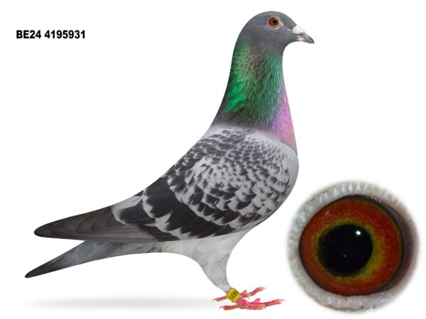 Dalecrest Lofts Stock & OB Race Team Clearance - LOT 22 - 'INBRED BLIZZARD 931' - BE24 4195931 - Cheq Cock - Direct from Flanders Breeding International (FBI) - Fresh Off The Conveyer Belt Late 2024 - Left To Mature Out & Never Been Bred From - 'BLIZZARD' Bloodlines Throughout Its Pedigree