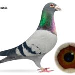 Joe Reid Stock Clearance - LOT 13 - GB14 C 32553 - Blue Cock - Bred By Peter Symcox - Winner Of 6 1st Prizes Then Put To Stock - Has Bred Winners Every Season