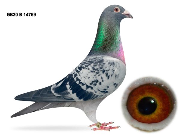 Joe Reid Stock Clearance - LOT 7 - GB20 B 14769 - Blue Cheq Cock - A VERY RELIABLE RACING PIEGON - Direct From Alan Knox, Oxford - Prize Winner On The Road & Flew Penzance 3 Times