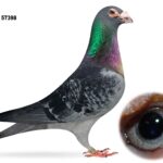 Joe Reid Stock Clearance - LOT 14 - GB20 B 57398 - Dark Cheq Cock - Bred By Peter Symcox - Bred For Stock - Sire & Grandsire Of Winners