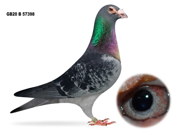 Joe Reid Stock Clearance - LOT 14 - GB20 B 57398 - Dark Cheq Cock - Bred By Peter Symcox - Bred For Stock - Sire & Grandsire Of Winners