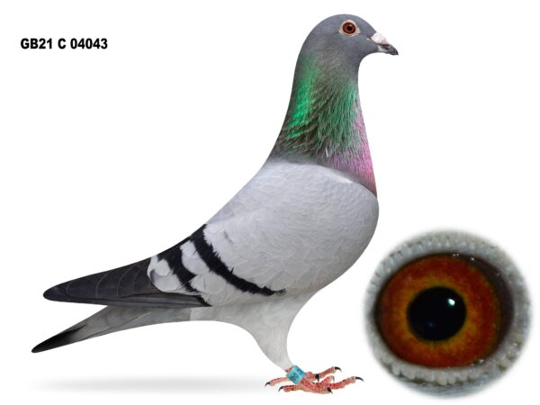 Dalecrest Lofts Stock & OB Race Team Clearance - LOT 17 - GB21 C 04043 - Blue Hen - Winner Of 1st Club, 5th Section C & 12th NIPA Skibbereen YB National Plus 1st Club Tullamore 2021- Direct Off FBI Bloodlines - Dam Of 1st Section C & 6th Open NIPA Roscrea (10,451 b) - Full Sister To Winners Including 1st Open NIPA 5 Bird Winner Plus 3rd Open (14,203 b) & 4th Open (5,631 b) - Dtr Of 'ALL IN ONE' & 'BEAUTY'