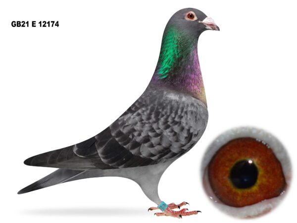 Joe Reid Stock Clearance - LOT 3 - GB21 E 12174 - Dark Ash Cheq Cock - Direct Matt Rakes Bloodlines - Long Distance Specialist