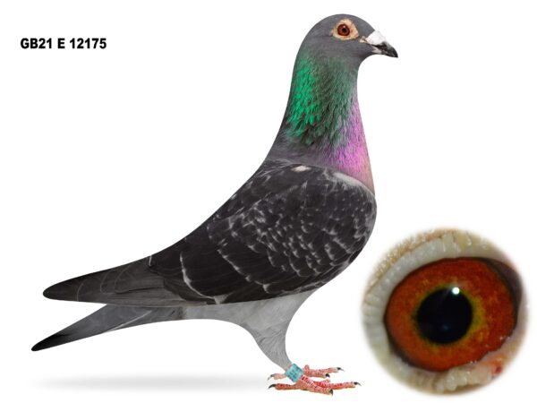 Joe Reid Stock Clearance - LOT 2 - GB21 E 12175 - Black Cheq Cock - Direct Matt Rakes Bloodlines - Long Distance Specialist