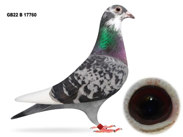 Joe Reid Stock Clearance - LOT 8 - GB22 B 17760 - Blue Cheq Pied Hen - Danny Dixon Lambrecht Bloodlines - Obtained From NJ Arthurs - Closely Related To His 18 Cock - 4x 1st Prizes