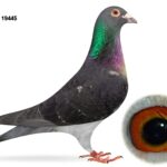 Joe Reid Stock Clearance - LOT 12 - GB22 B 19445 - Black Cock - Bred By Danny Dixon - Inbred Grandson Of 'HEARTBEAKER'