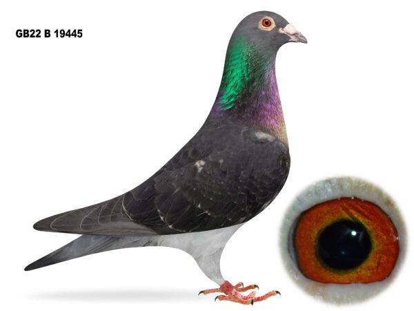 Joe Reid Stock Clearance - LOT 12 - GB22 B 19445 - Black Cock - Bred By Danny Dixon - Inbred Grandson Of 'HEARTBEAKER'