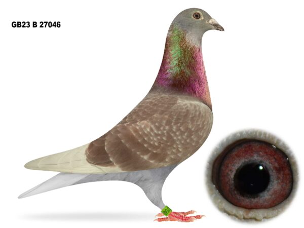 Joe Reid Stock Clearance - LOT 6 - GB23 B 27046 - Red Cheq Hen - Direct From Danny Dixon - Bred From Sprint Team Of Widowhood Cocks