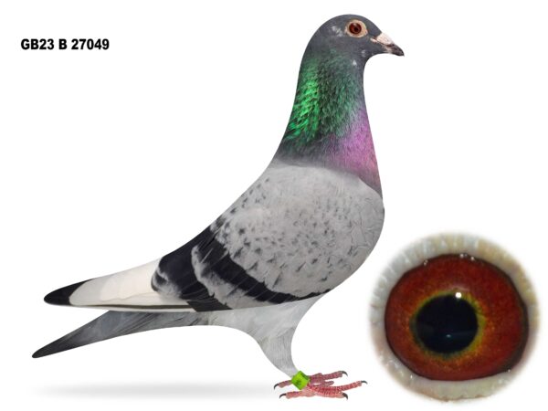 Joe Reid Stock Clearance - LOT 4 - GB23 B 27049 - Blue Pied Cock - Direct From Danny Dixon - G/Son Of The Famous 'AVIARY PAIR'