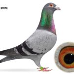 Joe Reid Stock Clearance - LOT 11 - GB23 B 27070 - Blue Hen - Bred By Danny Dixon - Lambrechts x Van Herek Bloodlines - Dtr Of 1st Section Bude 2024 - She Is Dam Of Prize Winners Up To Penzance