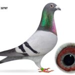 Dalecrest Lofts Stock & OB Race Team Clearance - LOT 1 - GB23 C 32797 - Blue Cock - KICKING OFF WITH A SECTION WINNER - 1st Section C & 6th Open NIPA Roscrea (10,451 b)