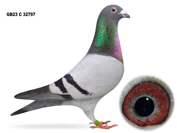 Dalecrest Lofts Stock & OB Race Team Clearance - LOT 1 - GB23 C 32797 - Blue Cock - KICKING OFF WITH A SECTION WINNER - 1st Section C & 6th Open NIPA Roscrea (10,451 b)