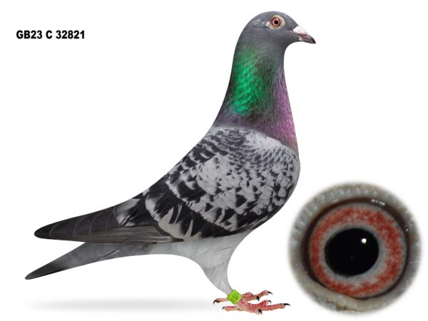 Dalecrest Lofts Stock & OB Race Team Clearance - LOT 39 - GB23 C 32821 - Cheq Hen - Winner Of 2nd Section C (BBLM) & 4th Open NIPA Bude 2025 Plus 178th Open NIPA 2nd Dale 2025 - Direct Off FBI Bloodlines - Full Sister To Winners Including 1st Open NIPA 5 Bird Winner Plus 3rd Open (14,203 b) - Dtr Of 'ALL IN ONE' & 'BEAUTY'