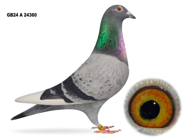 Gary Gibson Future Stock - LOT 8 - GB24 A 24360 - Pencil Pied Cock - Full Brother To 24th Open Penzance Classic, 34th Open Penzance & 100th Open Bude Plus Half Brother To 1st Open Bude