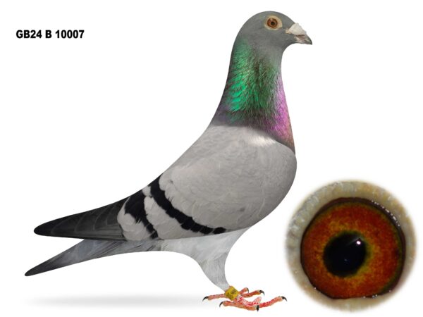 Joe Reid Stock Clearance - LOT 9 - GB24 B 10007 - Blue Cock - Bred By Danny Dixon - Best Of Martin Grahams National Winning Bloodlines