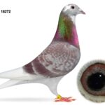 Gary Gibson Future Stock - LOT 9 - GB24 C 18272 - Red Pied Hen - TWICE 1st Club, Plus Open & Section Prizes From 4 Races Inc 2x YB Nats - Dtr Of 'JESSICA' - G/Dtr Of 'GOLDEN COUPLE' - Half Sister To 1st Open NIPA