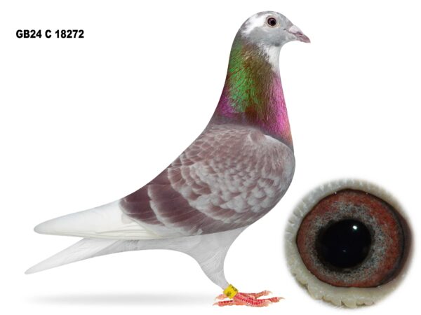 Gary Gibson Future Stock - LOT 9 - GB24 C 18272 - Red Pied Hen - TWICE 1st Club, Plus Open & Section Prizes From 4 Races Inc 2x YB Nats - Dtr Of 'JESSICA' - G/Dtr Of 'GOLDEN COUPLE' - Half Sister To 1st Open NIPA