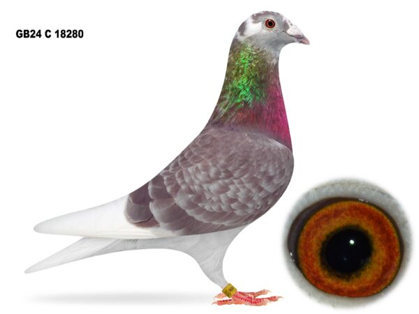 Gary Gibson Future Stock - LOT 14 - GB24 C 18280 - Red Pied Hen - Best Of The Sticker Doncker, Van De Brande & Lambrecht Winning Lines - Dtr Of 1st MAC & 2nd Section B - G/Dtr Of The 'GOLDEN COCK'