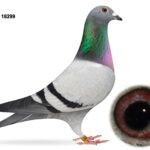 Gary Gibson Future Stock - LOT 16 - GB24 C 18299 - Blue Hen - A REAL SPECIAL HEN - Direct Daughter Of 'THE GOLDEN COUPLE'