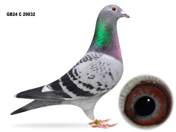 Dalecrest Lofts Stock & OB Race Team Clearance - LOT 4 - GB24 C 29032 - Cheq W/F Cock - Winner Of 89th Section C, 275th Open NIPA YB Roscrea (18,479 b) & 18th Section C NIPA OB Roscrea (3,162 b) - Son Of 'GEORGE BEST' x 'DE EXPRESS'