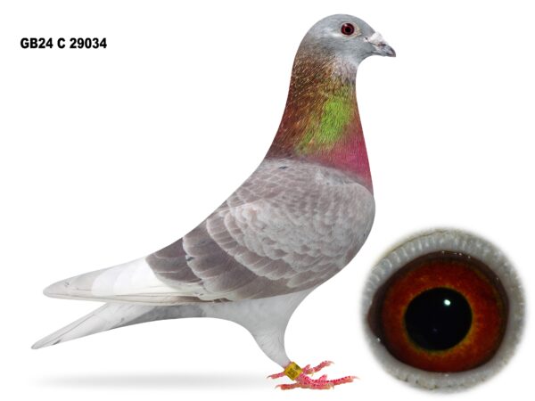 Dalecrest Lofts Stock & OB Race Team Clearance - LOT 14 - GB24 C 29034 - Red Cock - Direct Off FBI Bloodlines - Full Brother To Winners Including 1st Open NIPA 5 Bird Winner Plus 3rd Open (14,203 b) & 4th Open (5,631 b) - Son Of 'ALL IN ONE' & 'BEAUTY'